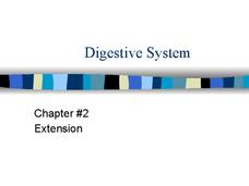 Digestive System PPT
