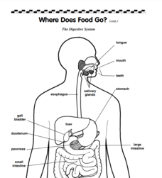 Digestive System Worksheet