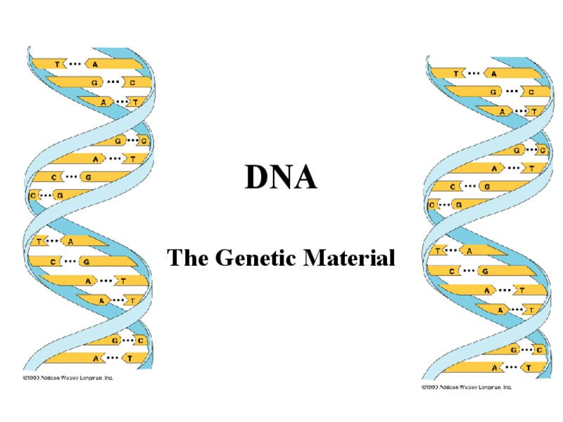 DNA PPT