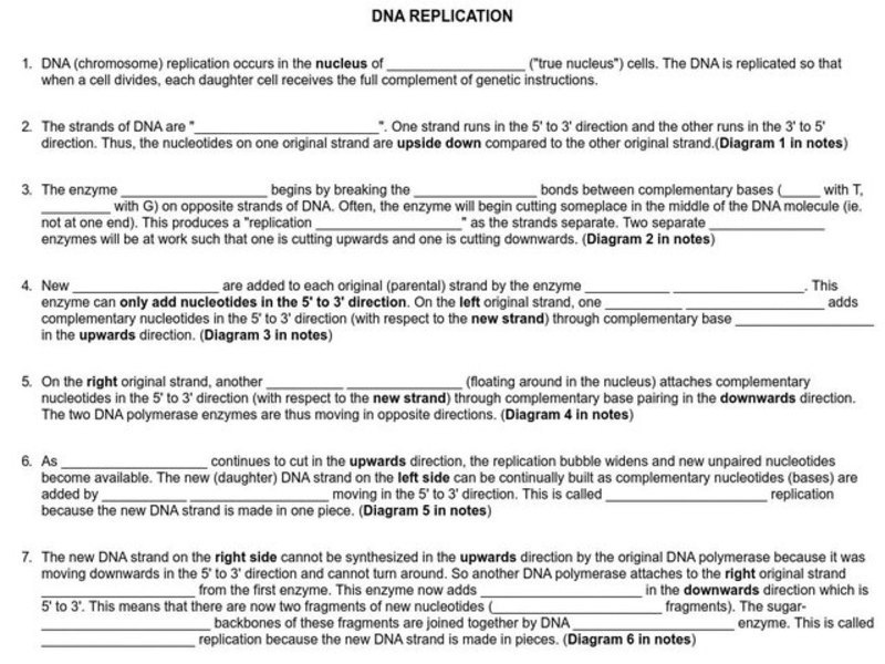 DNA Replication Worksheet