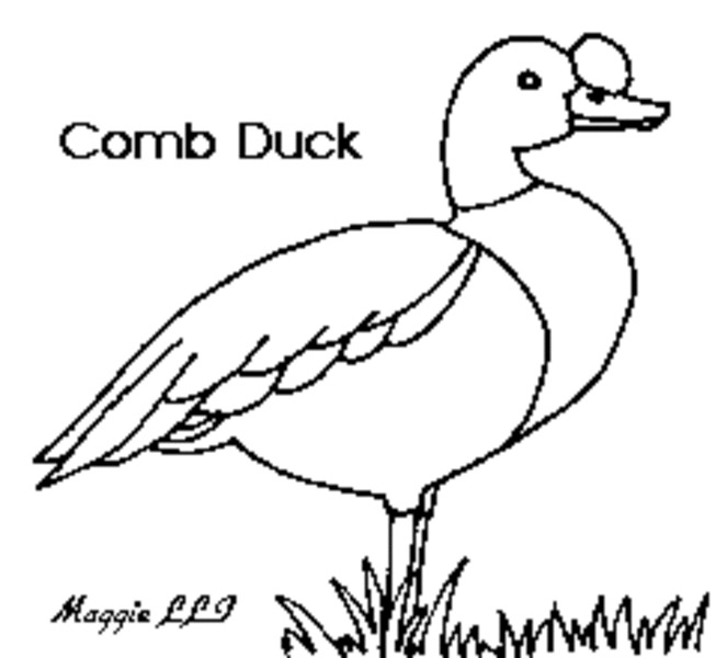 Duck Worksheet