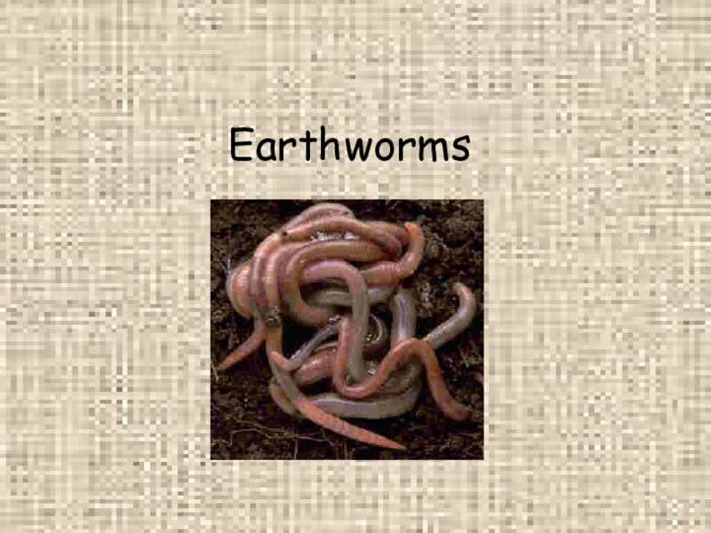Earthworms PPT