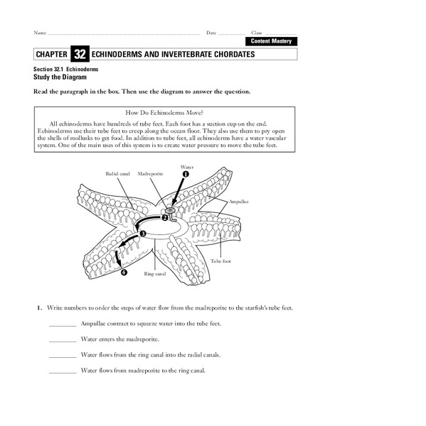 Echinoderms Worksheet
