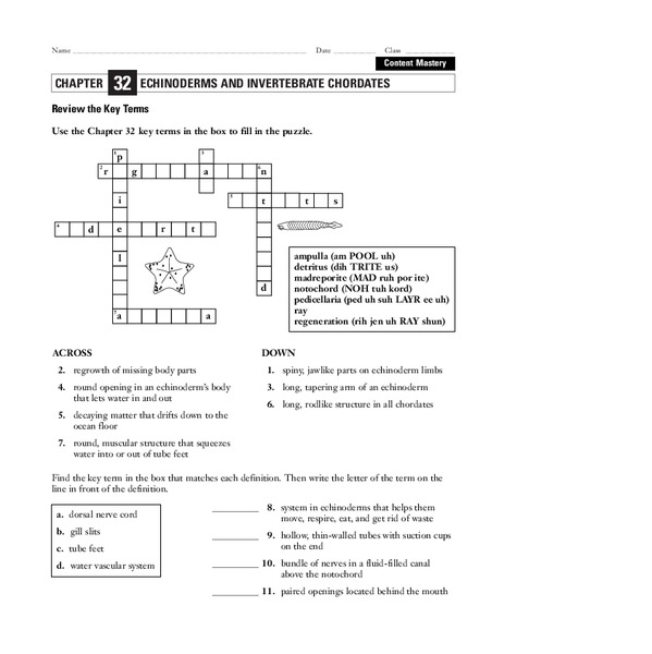 Echinoderms and Invertebrate Chordates Worksheet
