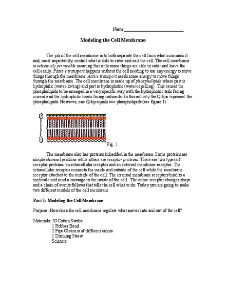 Modeling the Cell Membrane Organizer