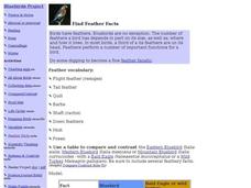 Find Feather Facts Interactive