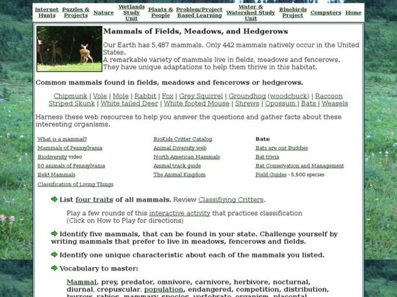 Mammals of Fields, Meadows, and Hedgerows Interactive