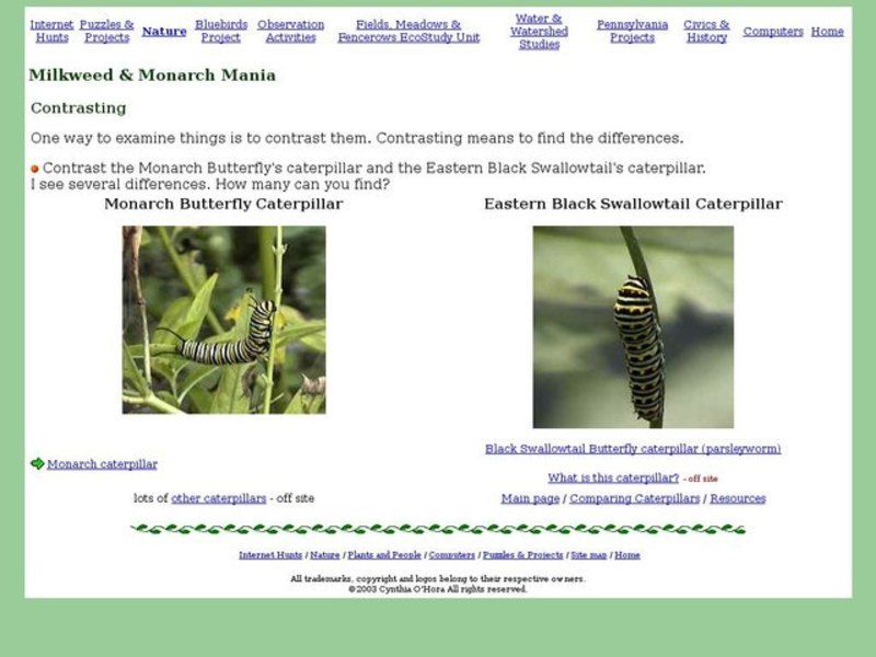Milkweed and Monarch Mania Interactive