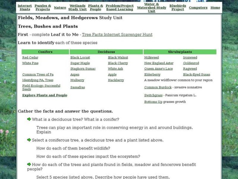 Fields, Meadows, and Hedgerows: Trees, Bushes, and Plants Worksheet