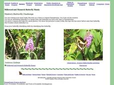 Mystery Butterfly Challenge Worksheet