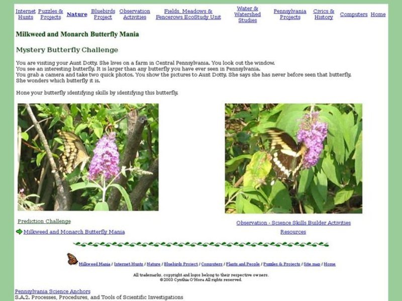 Mystery Butterfly Challenge Worksheet