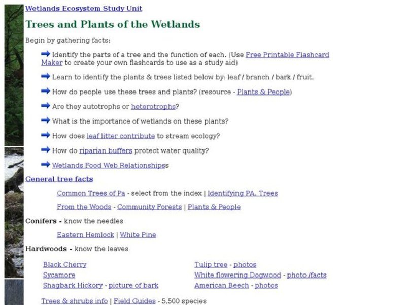 Trees and Plants of the Wetlands Interactive