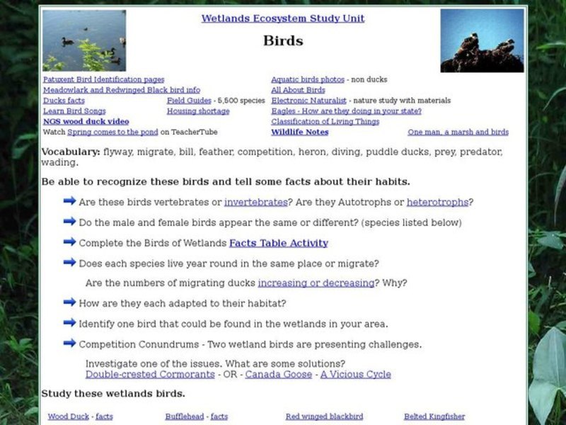 Birds: Wetlands Ecosystems Interactive