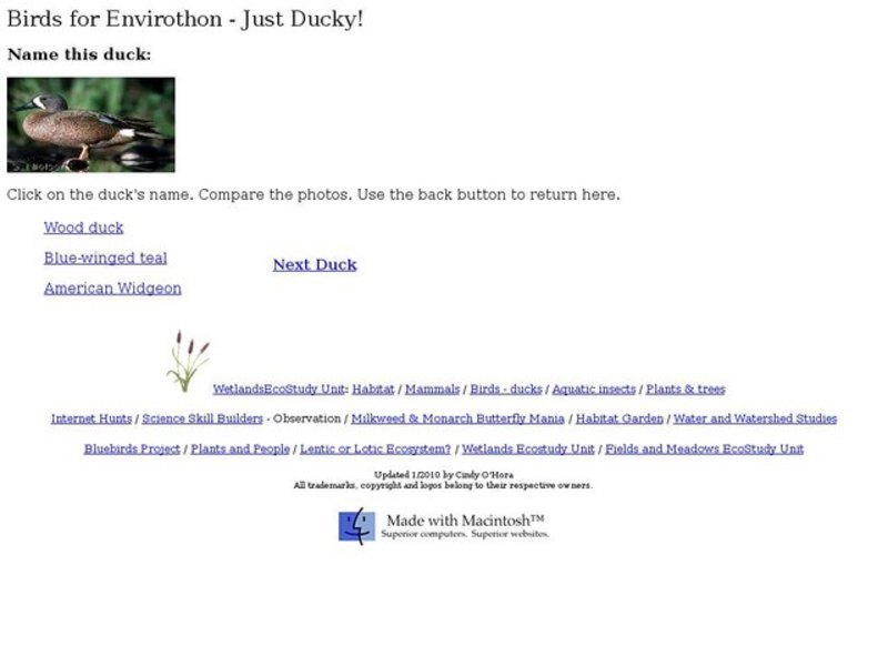 Birds for Envirothon-Just Ducky! Worksheet