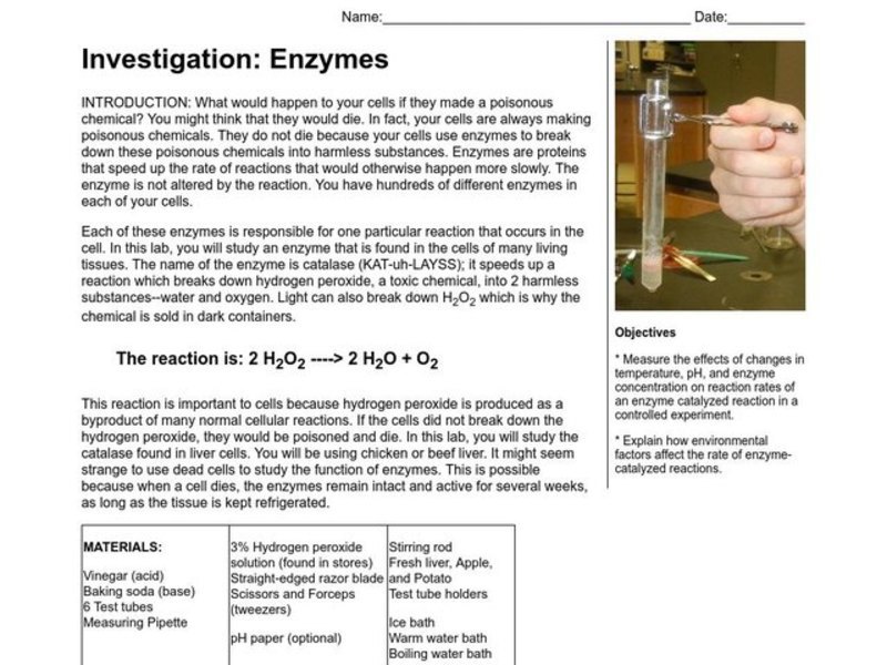Enzyme Lab Lesson Plan