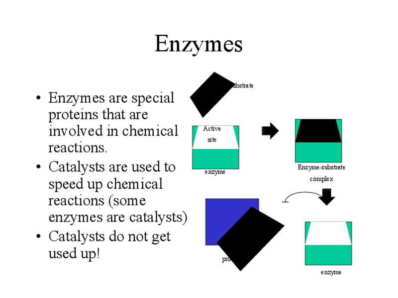 Enzymes PPT