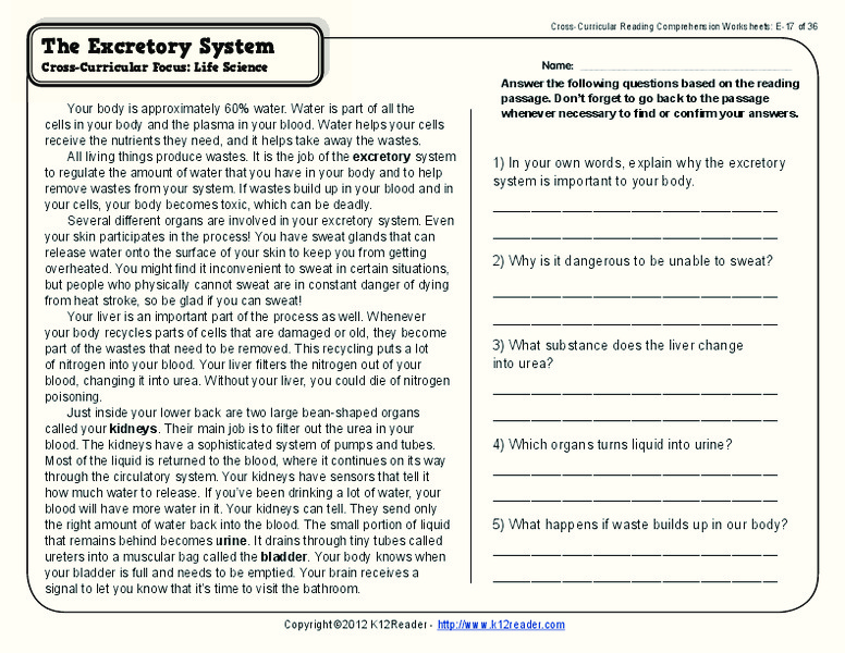 Excretory System Worksheet