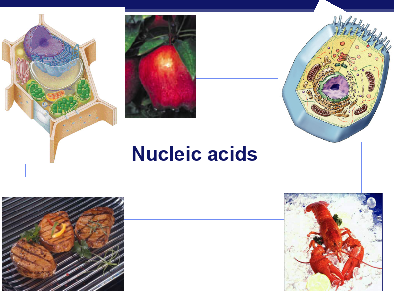 Nucleic Acids PPT