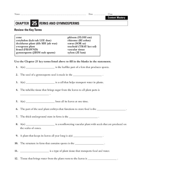 Ferns and Gymnosperms Worksheet