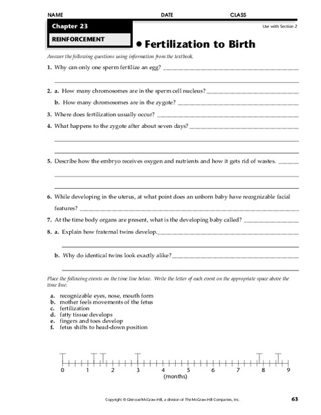 Fertilization to Birth Worksheet