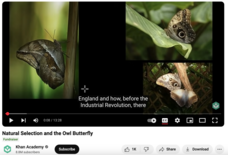 Natural Selection and the Owl Butterfly Instructional Video