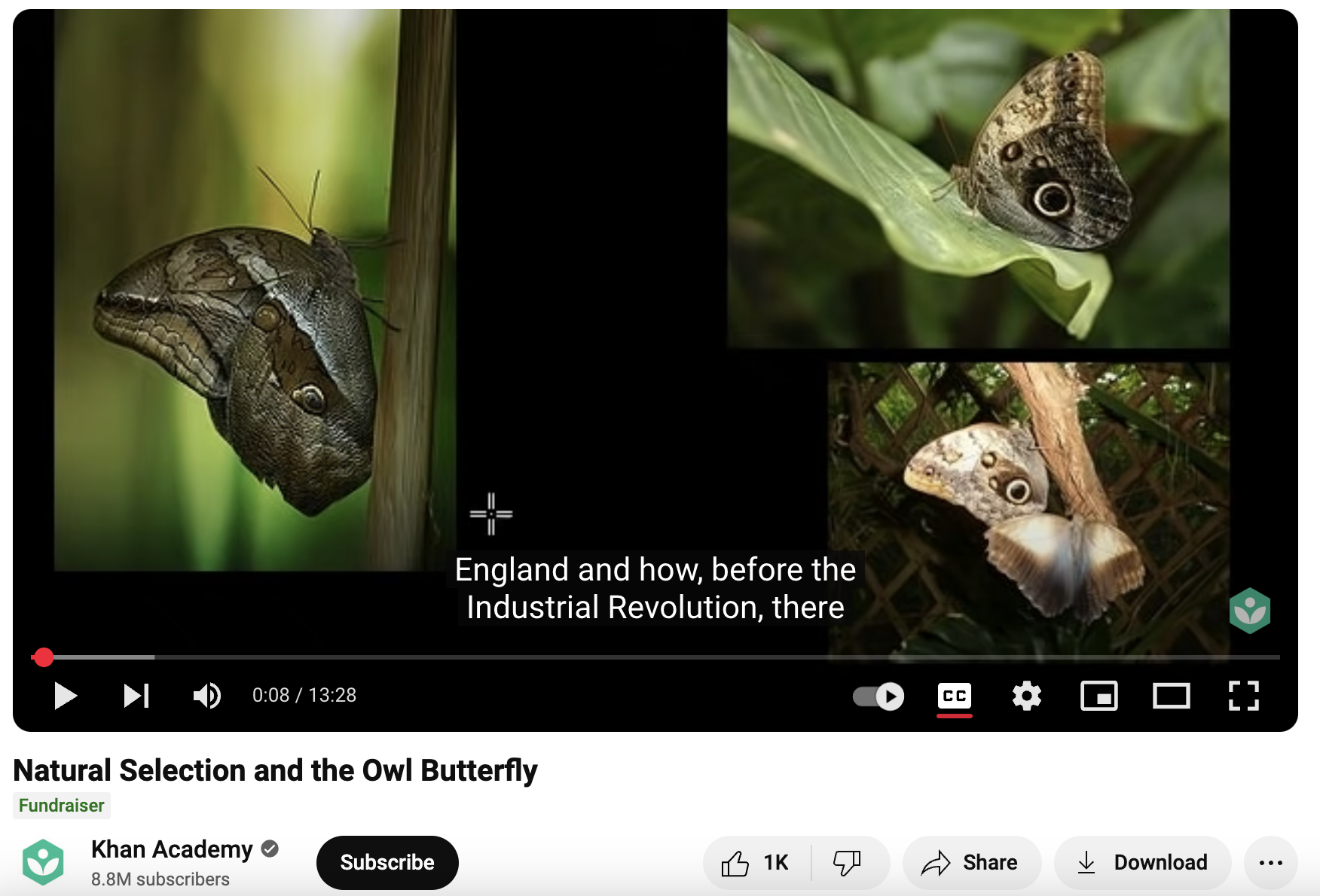 Natural Selection and the Owl Butterfly Instructional Video