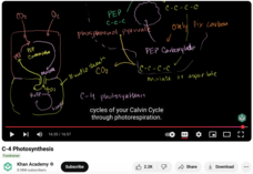 C-4 Photosynthesis Instructional Video