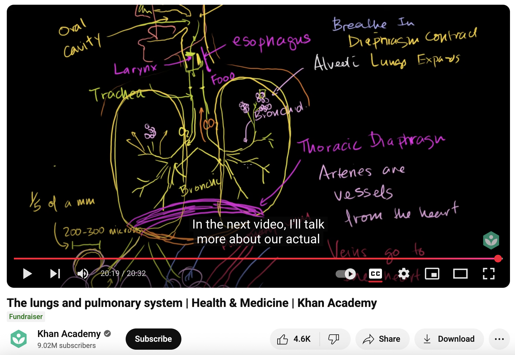 The Lungs and Pulmonary System, Health and Medicine Instructional Video