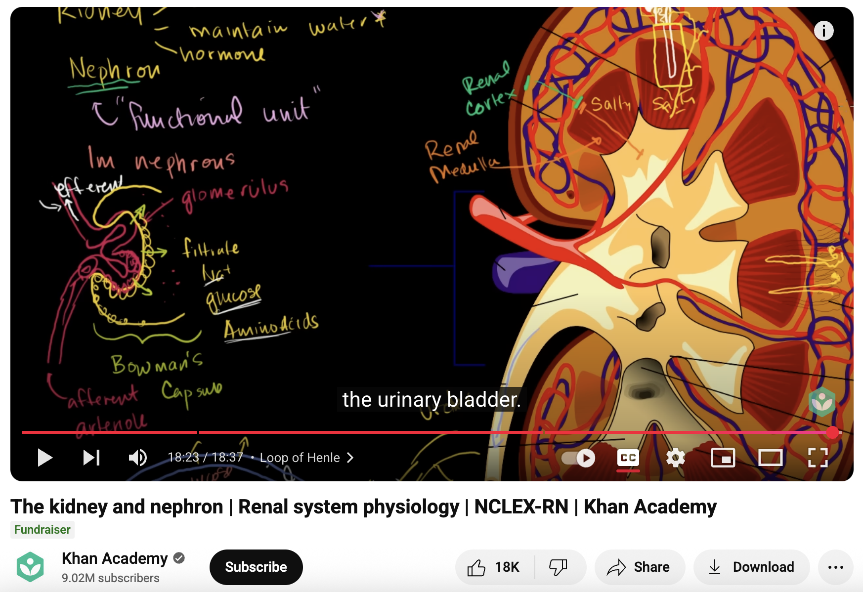 The Kidney and Nephron, Renal System Physiology, NCLEX-RN Instructional Video