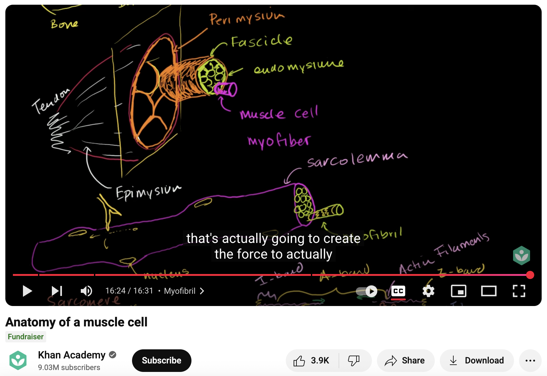 Anatomy of a Muscle Cell Instructional Video