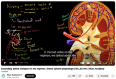 Secondary Active Transport in the Nephron, Renal System Physiology, NCLEX-RN Instructional Video