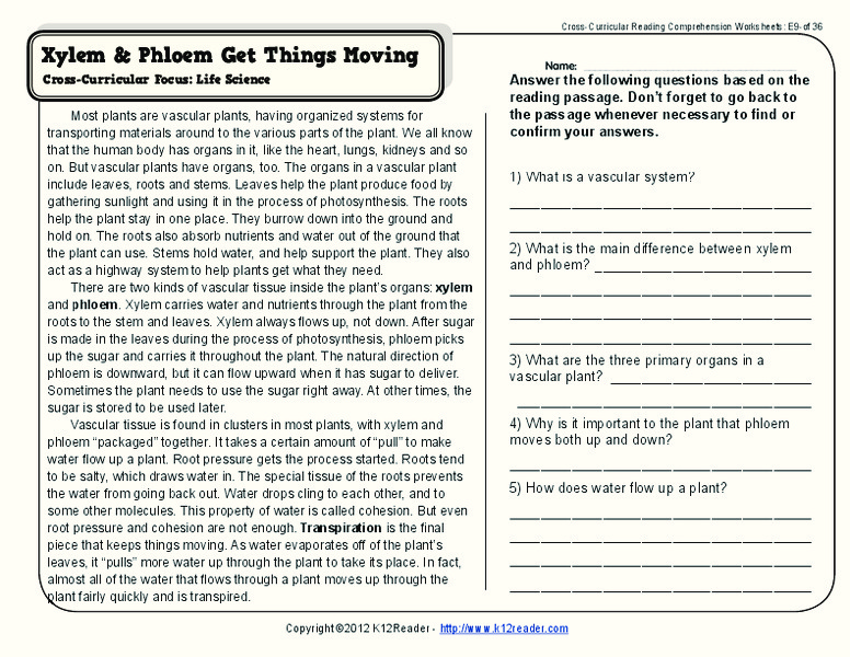 Xylem and Phloem Worksheet