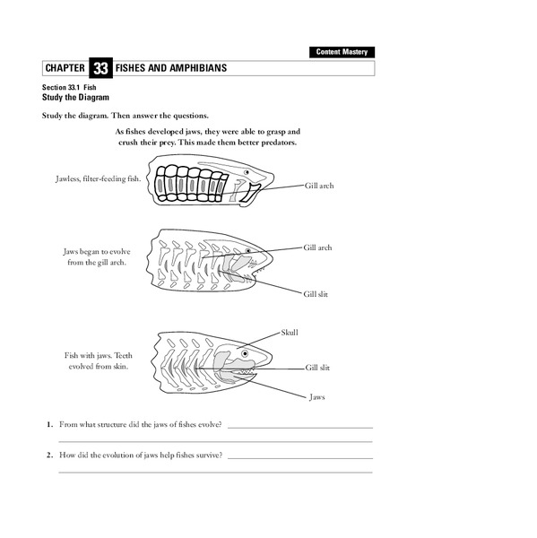 Fishes Worksheet