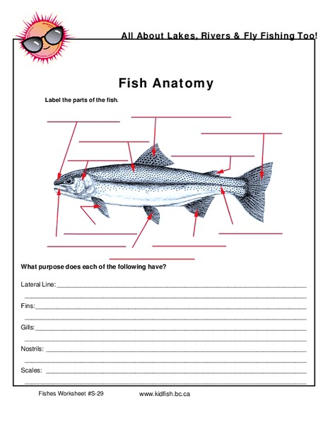 Fish Anatomy Worksheet