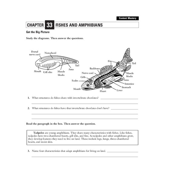 Fishes and Amphibians Worksheet