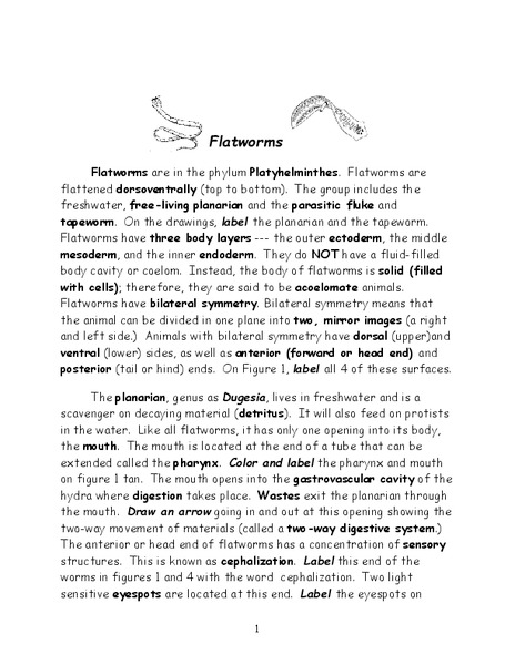 Flatworms Worksheet