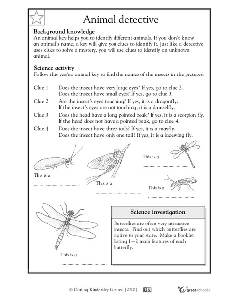 Fly Detective Worksheet