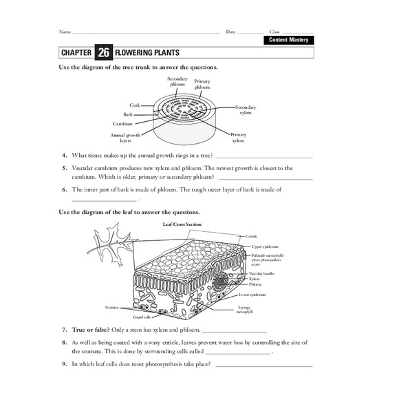 Flowering Plants Worksheet