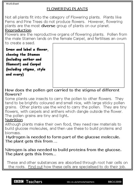 Flowering Plants Worksheet