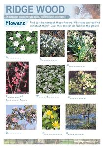 Flowers Worksheet