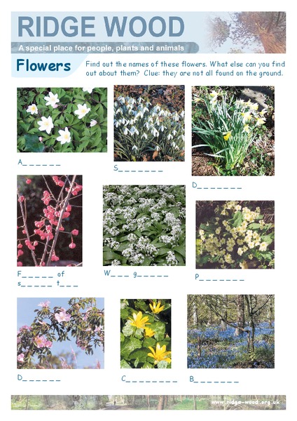 Flowers Worksheet