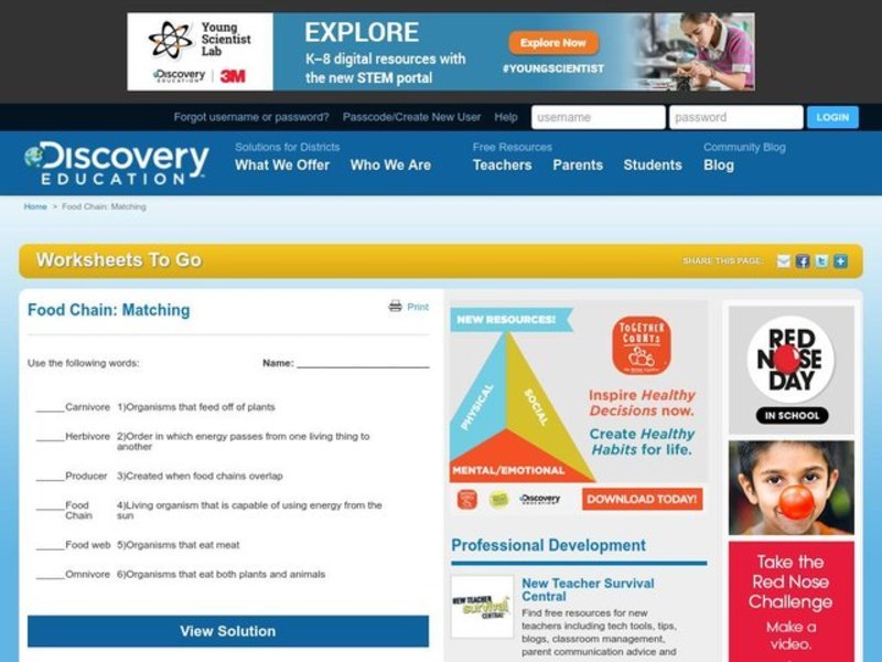 Food Chain Worksheet