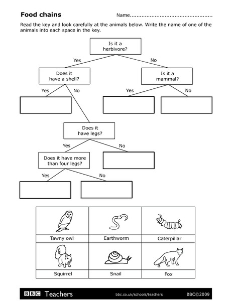 Food Chains Organizer
