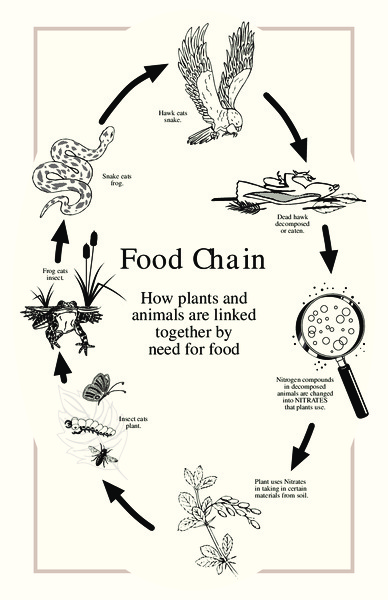 Food Chain Activity