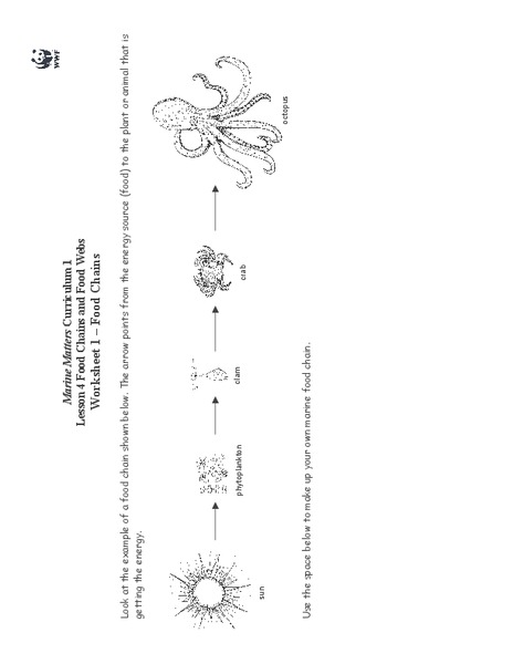 Food Chains and Food Webs Worksheet