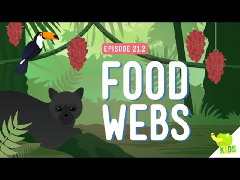 Food Webs Instructional Video