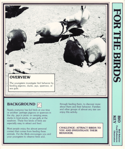 For the Birds Lesson Plan