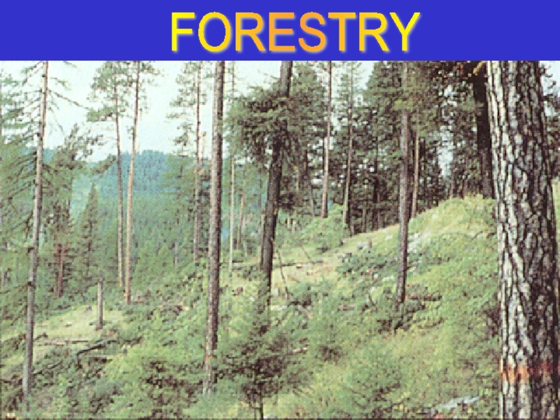 Forestry PPT