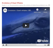 Evolution of Giant Whales Instructional Video
