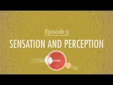 Sensation &amp; Perception Instructional Video